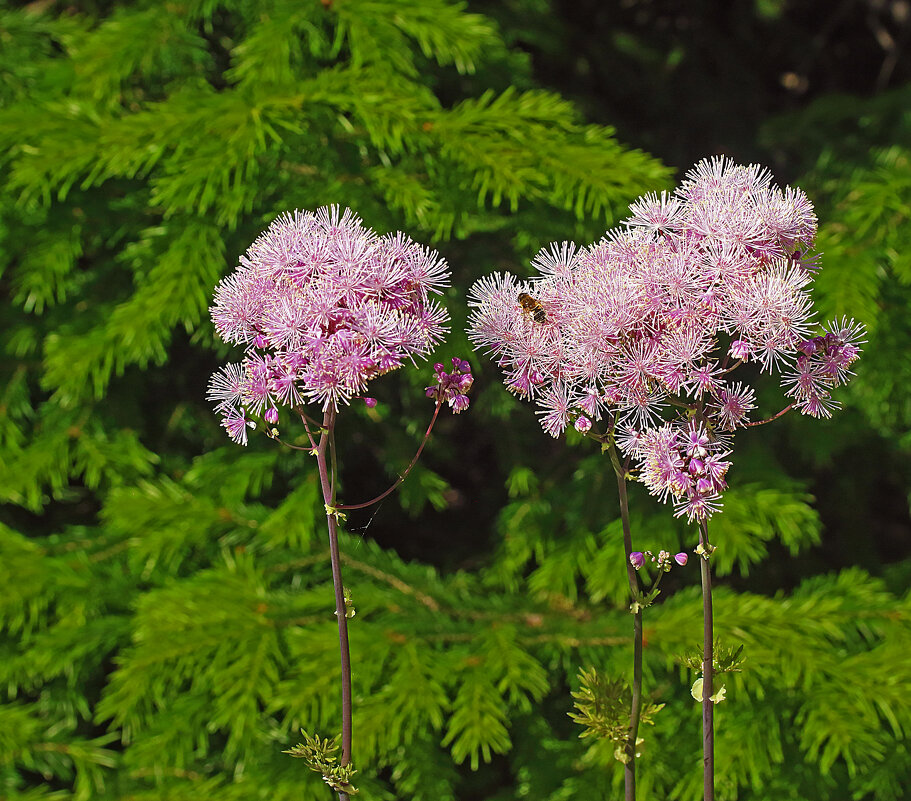 Июнь...Цветет у храма пышноцвет! - Владимир 