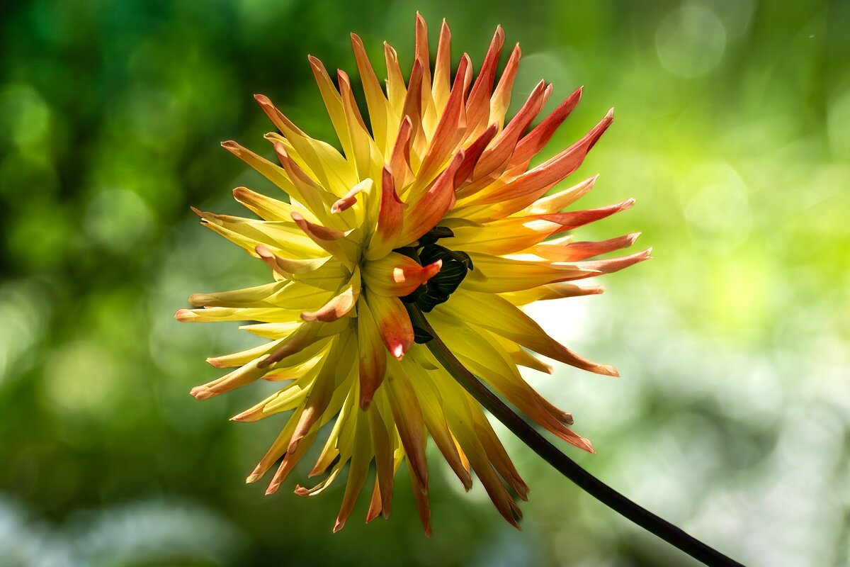 Георгин - Игорь Сикорский