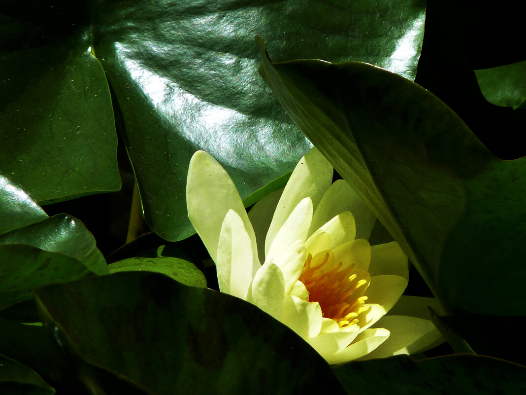 Белая кувшинка отсвечивает ,как фонарик - Валентин Семчишин Белая кувшинка отсвечивает ,как фонарик - Валентин Семчишин