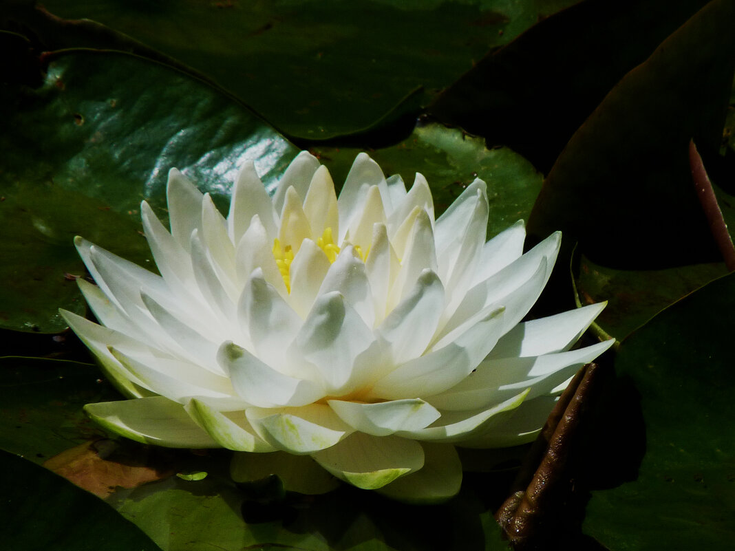 Белая лилия - Валентин Семчишин