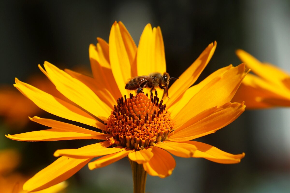 Цветок и пчёлка - Юрий. Шмаков