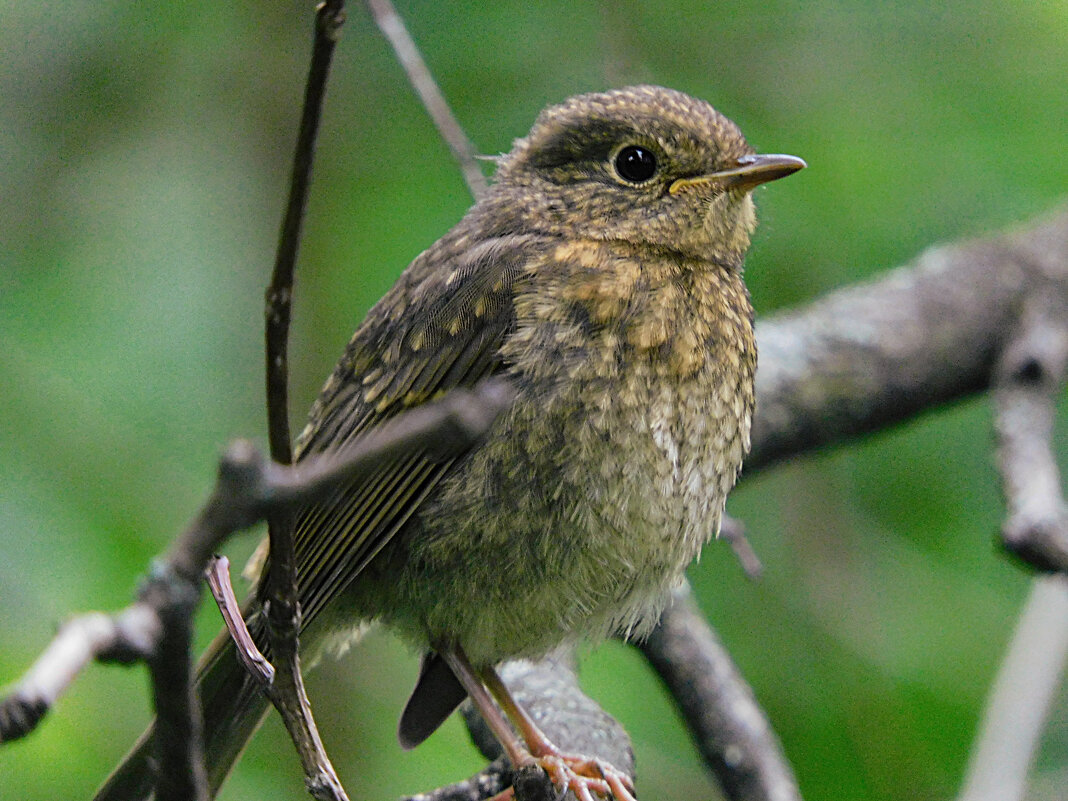 Молодая зарянка - Лина Молодая зарянка - Лина
