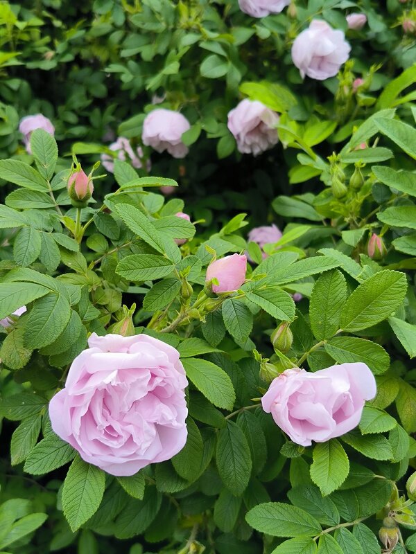 В розовом цвете. - Ольга В розовом цвете. - Ольга