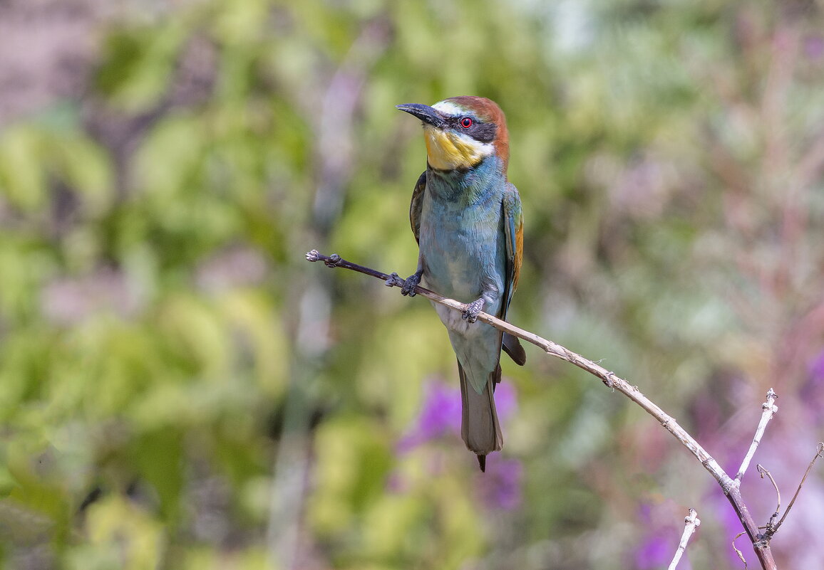 щурки - юрий макаров щурки - юрий макаров