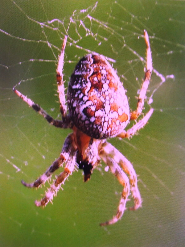 Крестовик - Людмила Смородинская