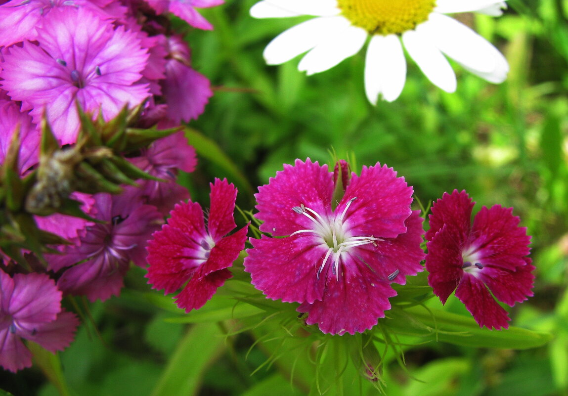 Красота - Людмила Смородинская Красота - Людмила Смородинская