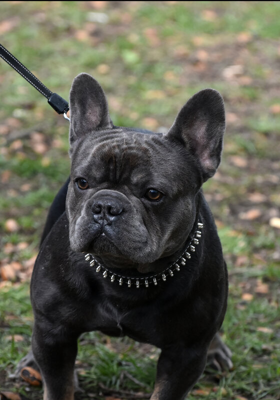 Москва. Парад французских бульдогов в усадьбе «Воронцово». - Наташа *****