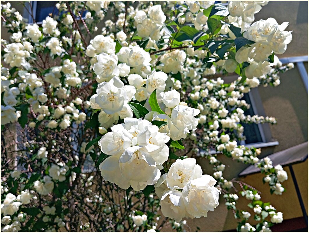 Жасмин. - Валерия Комова Жасмин. - Валерия Комова