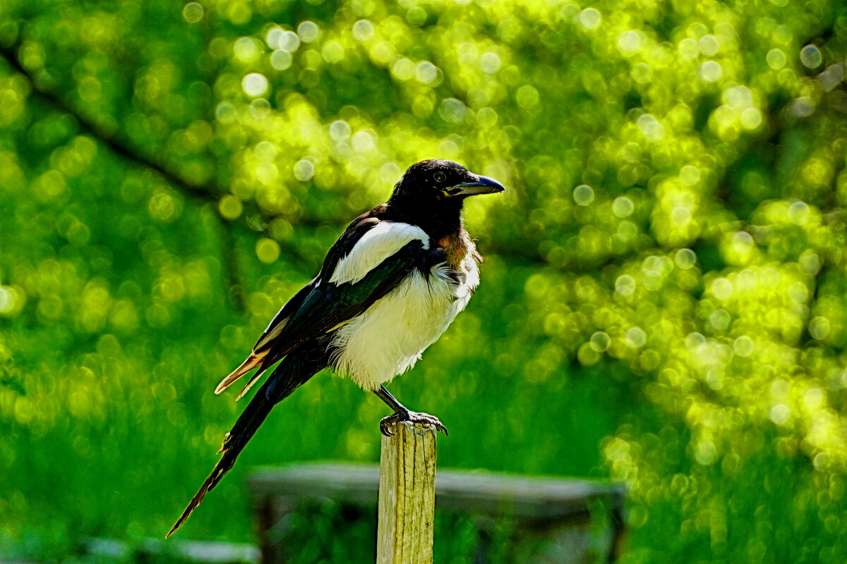 Дружелюбная оказалась особа... - Галина Кан