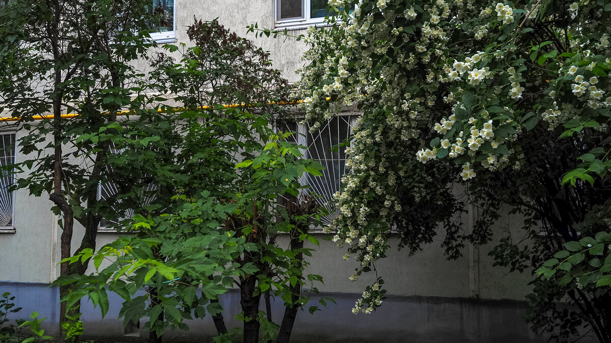 Природа в Городе - юрий поляков