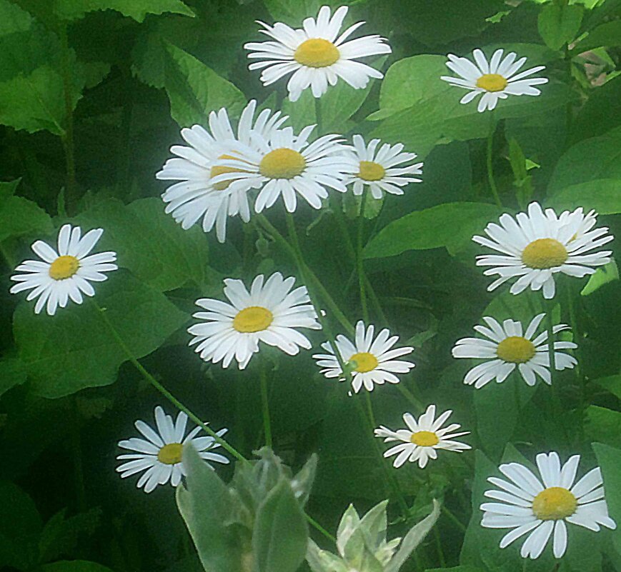 ***** - Елена Семигина