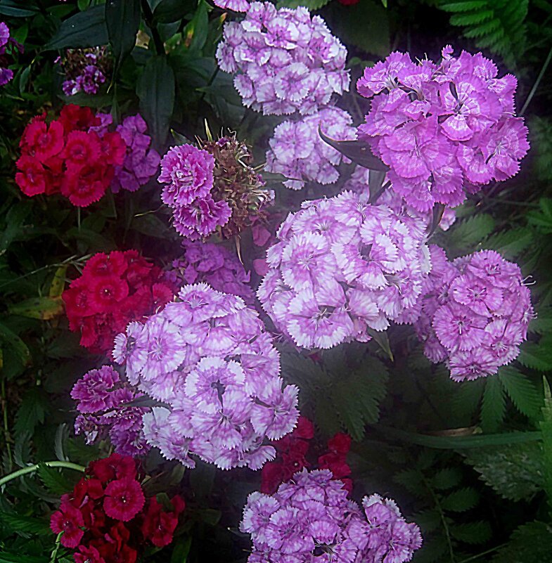 Гвоздики - Елена Семигина Гвоздики - Елена Семигина