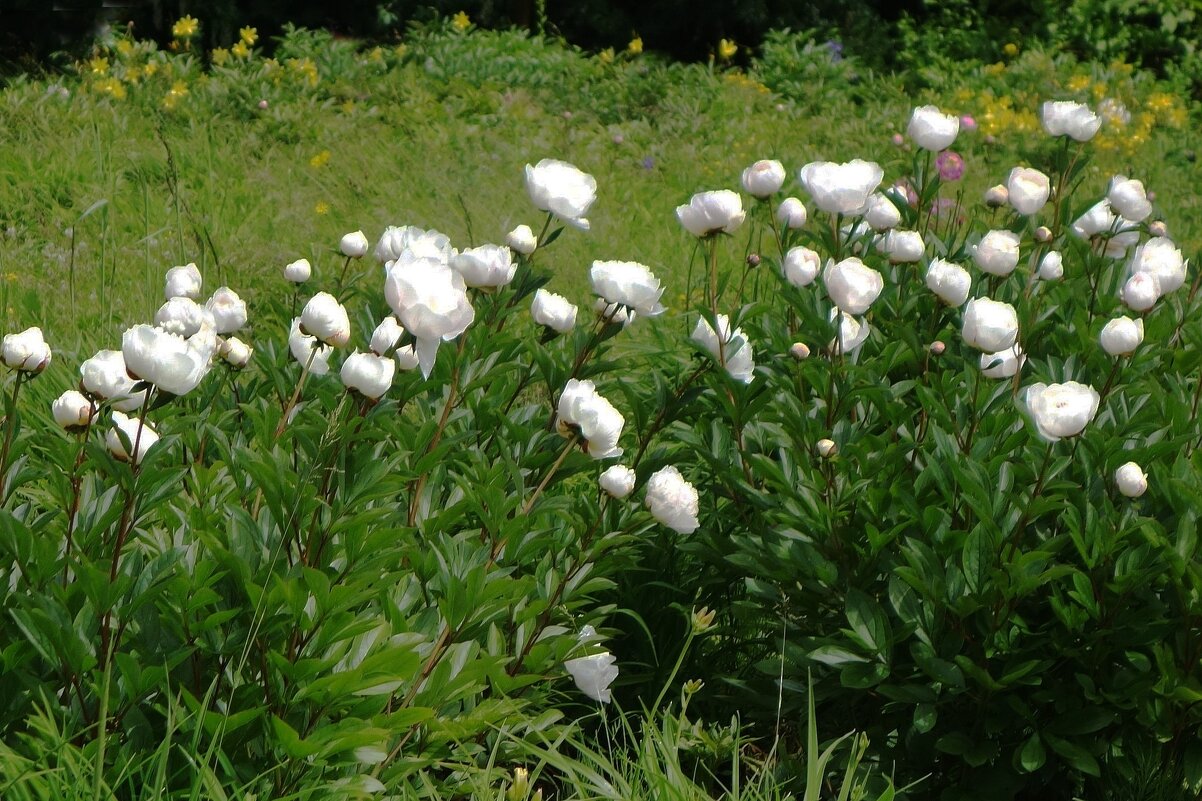 Пионы - Рита Симонова