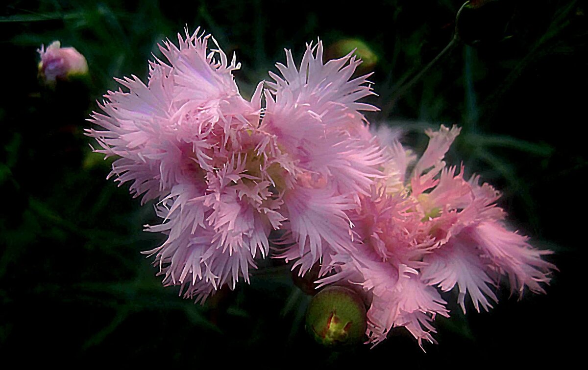 Гвоздика - Елена Семигина