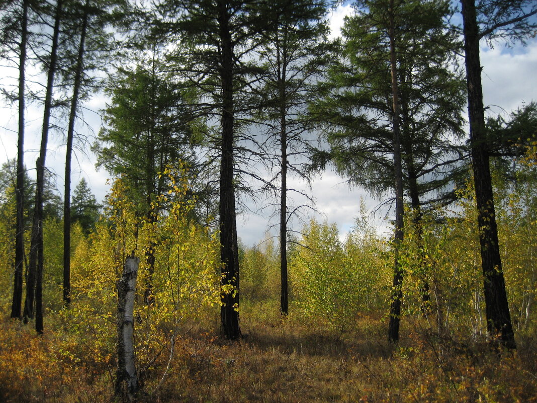 Лесные прогулки - Anna Ivanova