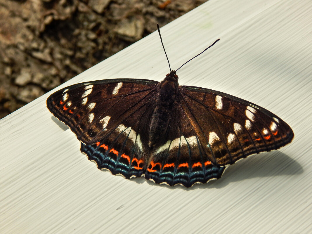 Редкая гостья - Александр Ковальчук Редкая гостья - Александр Ковальчук