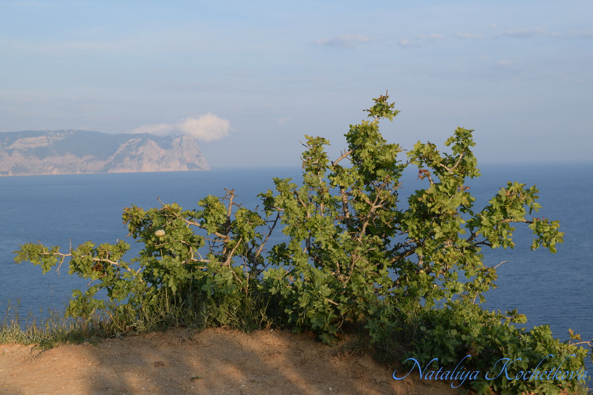 Природа Крыма - Amazing Cosmea