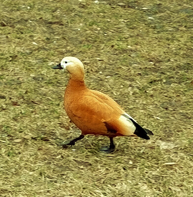 Огарь - Нина 