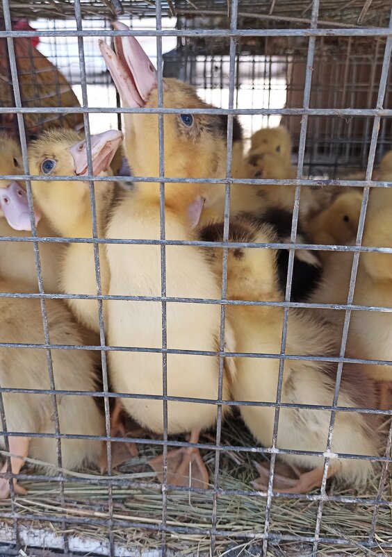 На ярмарке - Pippa 