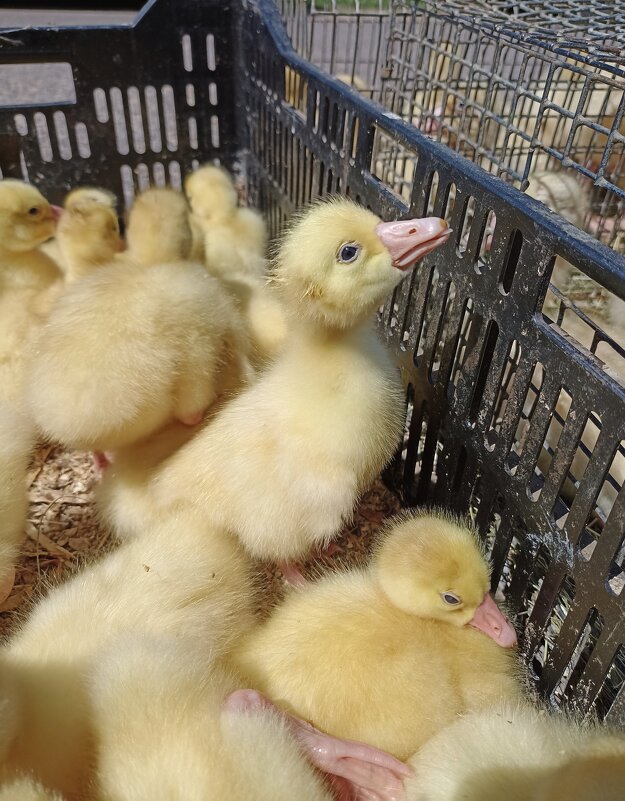 На ярмарке - Pippa 