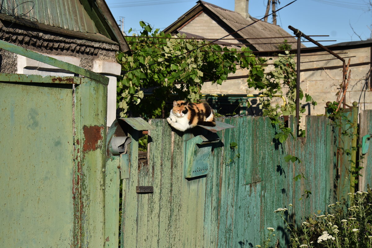 греется на солнце - petyxov петухов