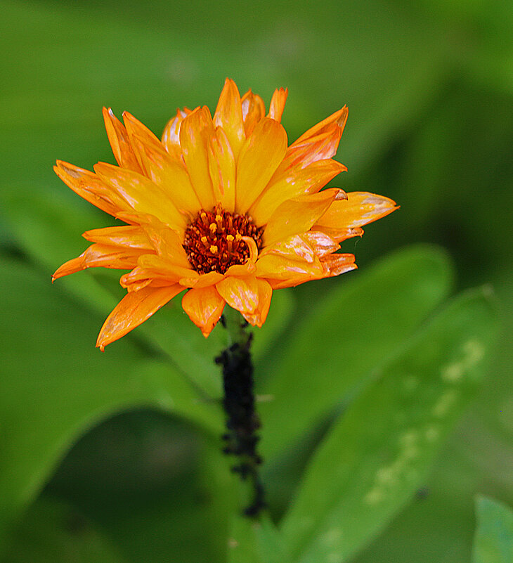 Календула - Светлана 