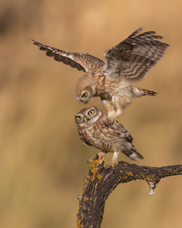 *** - Евгений Фруман