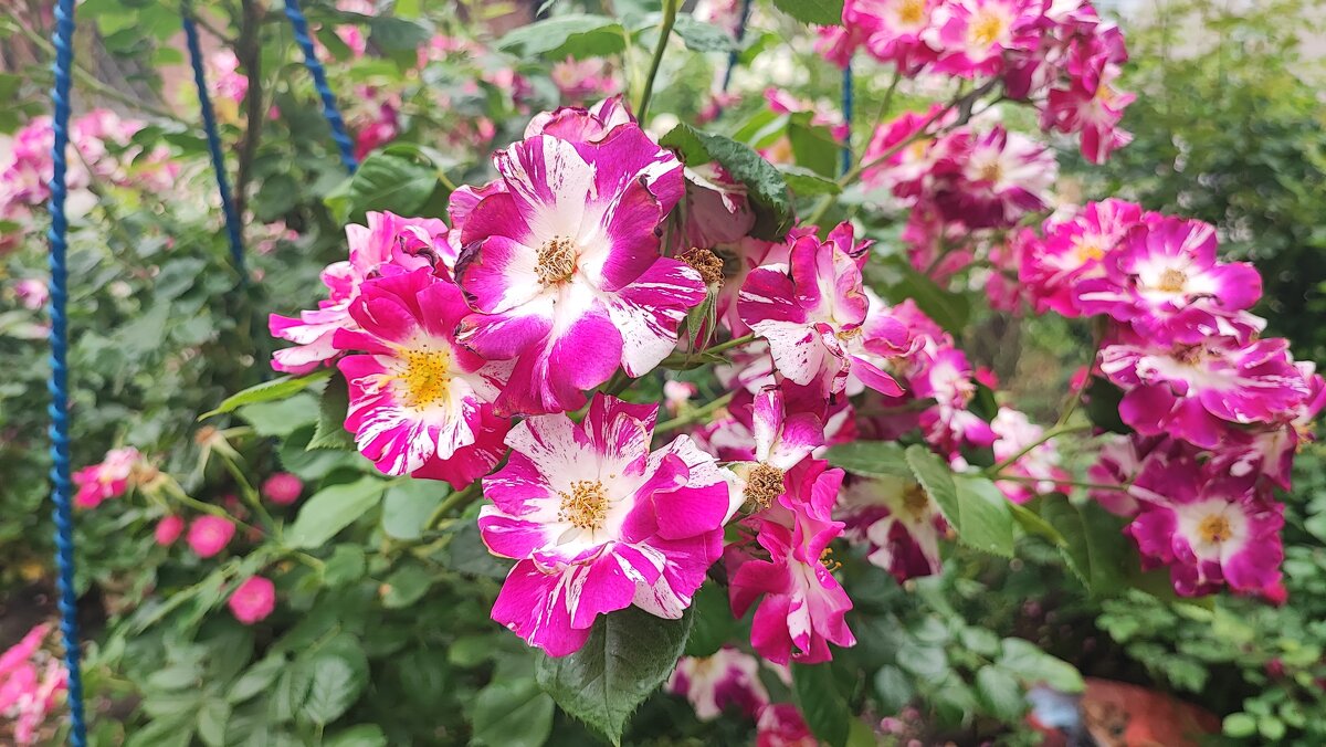 ,,, - Сергей Тимоновский