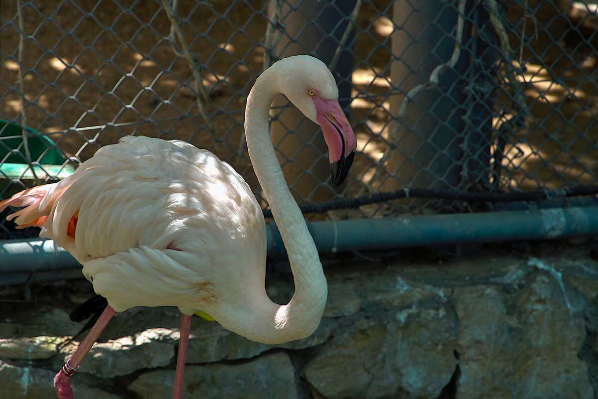 Зоопарк  Хайфа   ,06,2025 год - ujgcvbif 