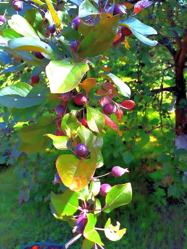 Лето. Этюд. - Ольга Довженко