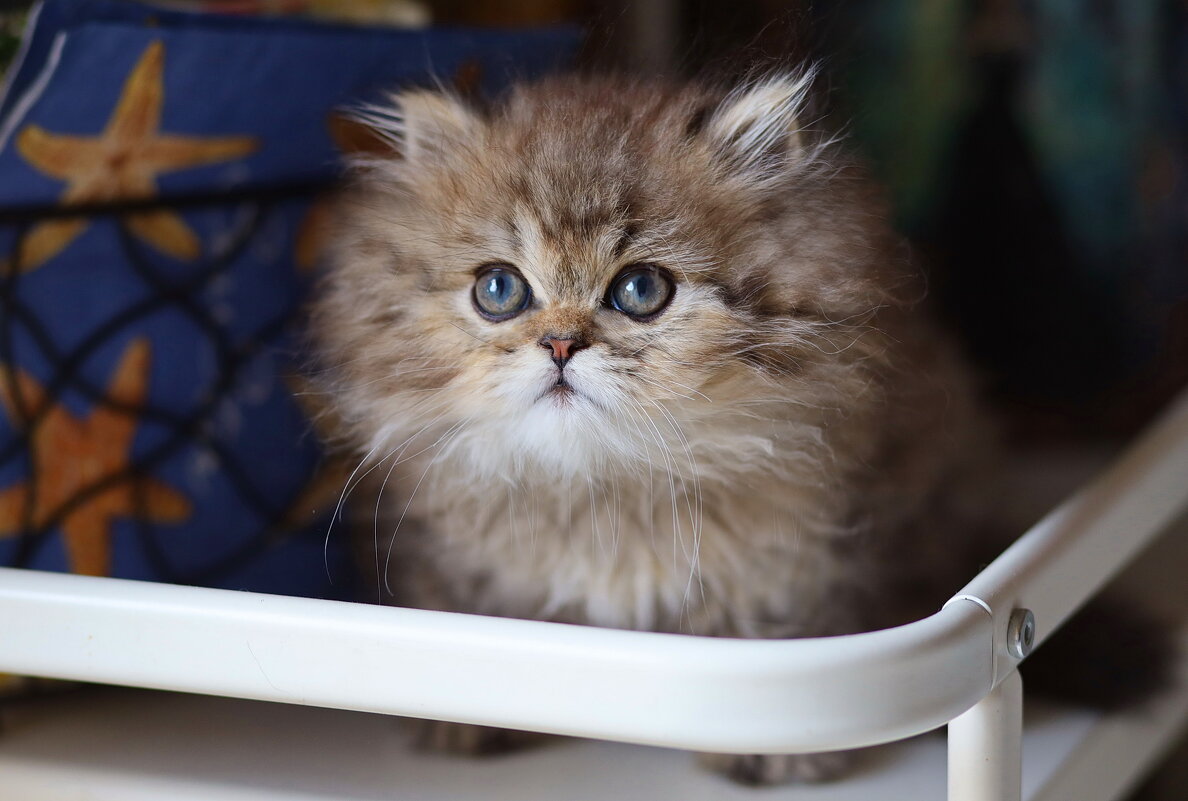 Лапуля. - Оля Богданович