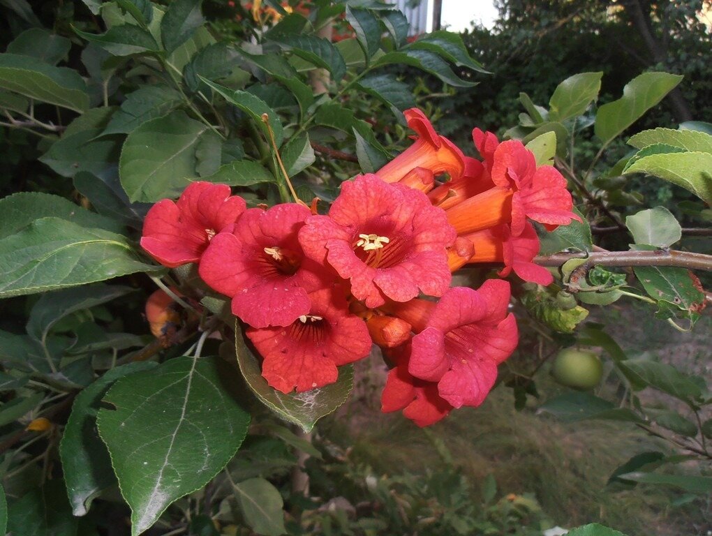 Кампсис зацвел - Наталья Кампсис зацвел - Наталья