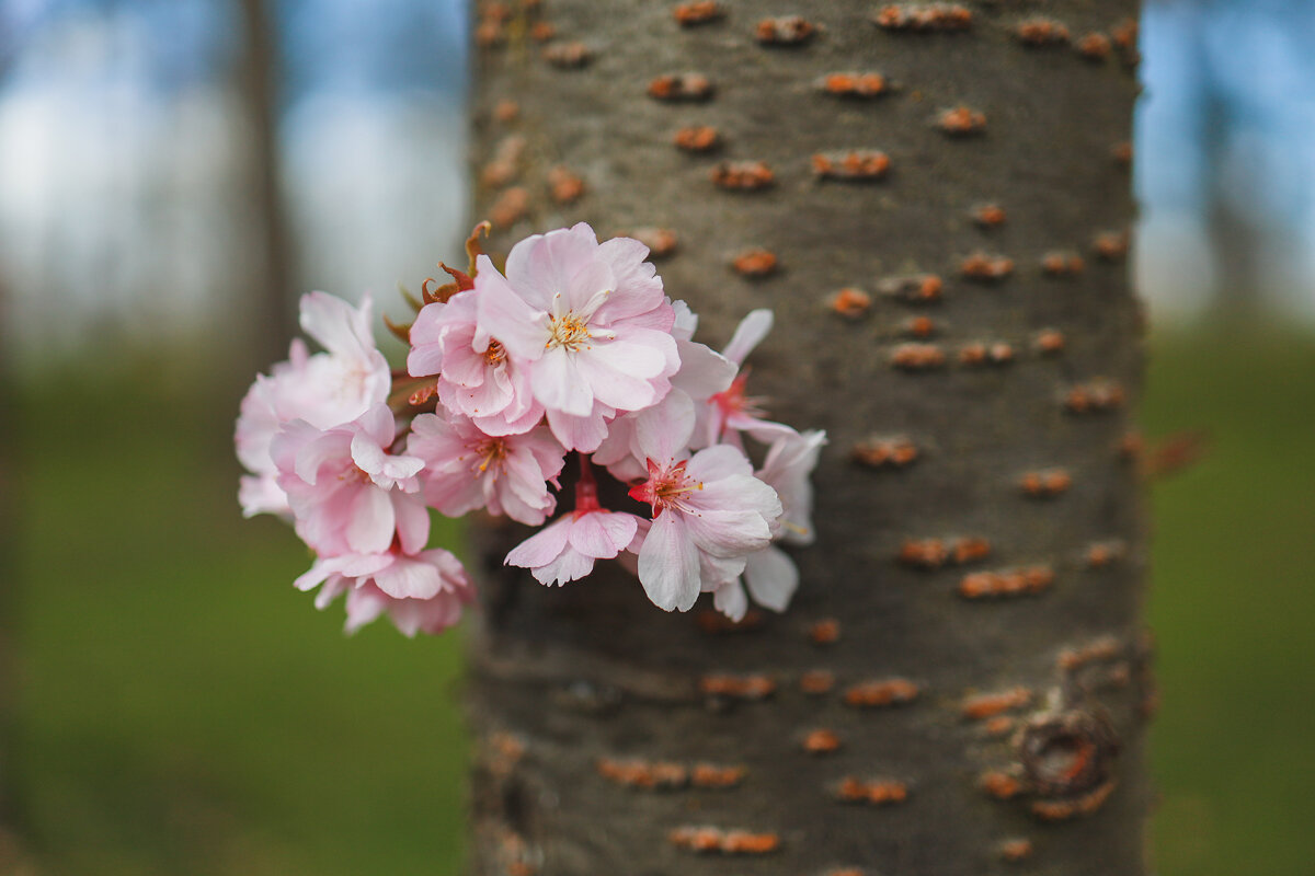 Цветение сквозь кору - Yana Ryz