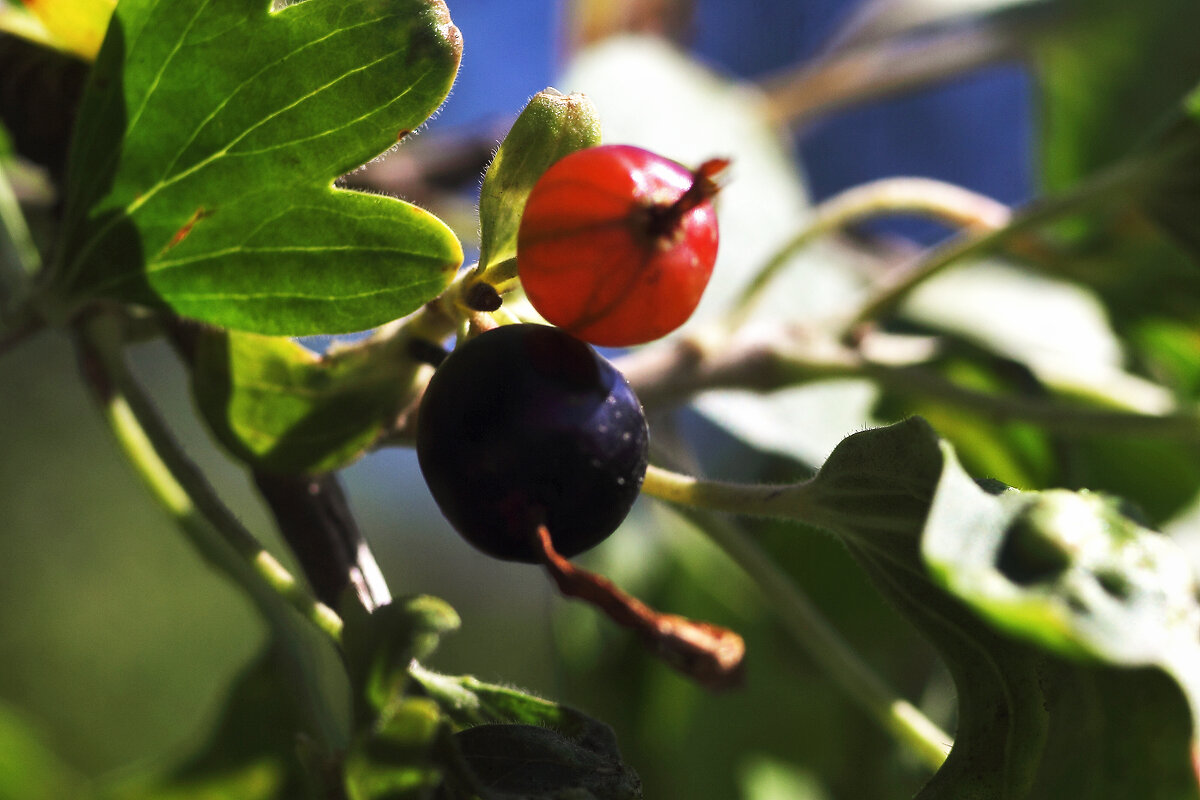 Чёрная смородина - Юрий Гайворонскiий Чёрная смородина - Юрий Гайворонскiий
