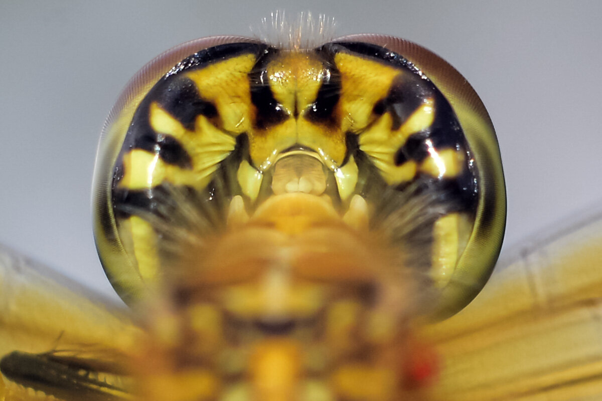 Голова  стрекозы.  Вид  сзади. - Геннадий Супрун