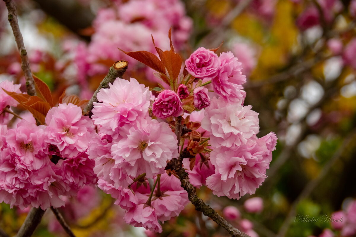 О красоте и нежности... - Николай Гирш
