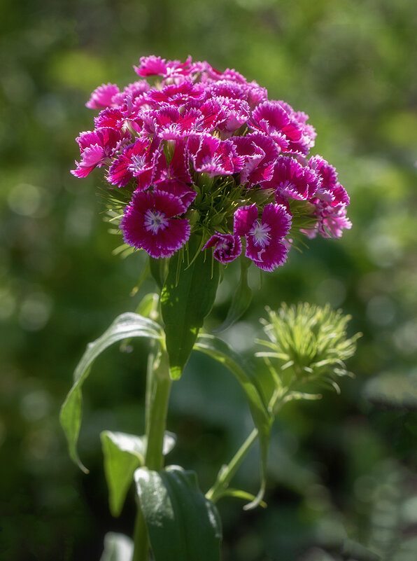Турецкая гвоздика. - Лилия *