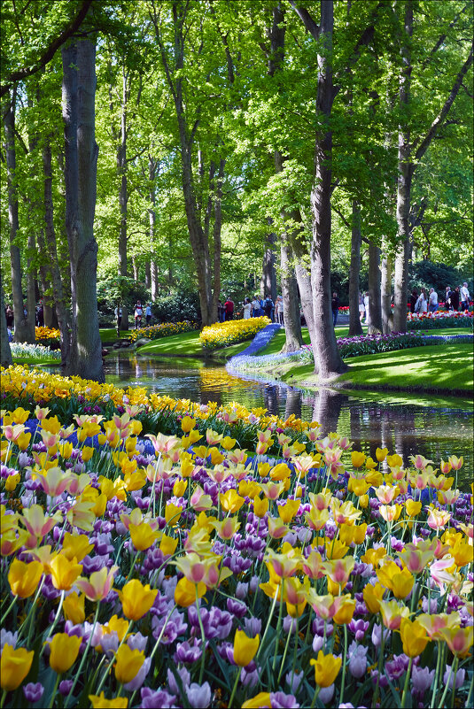 Цветы парка Кекенхоф - Валерий Готлиб