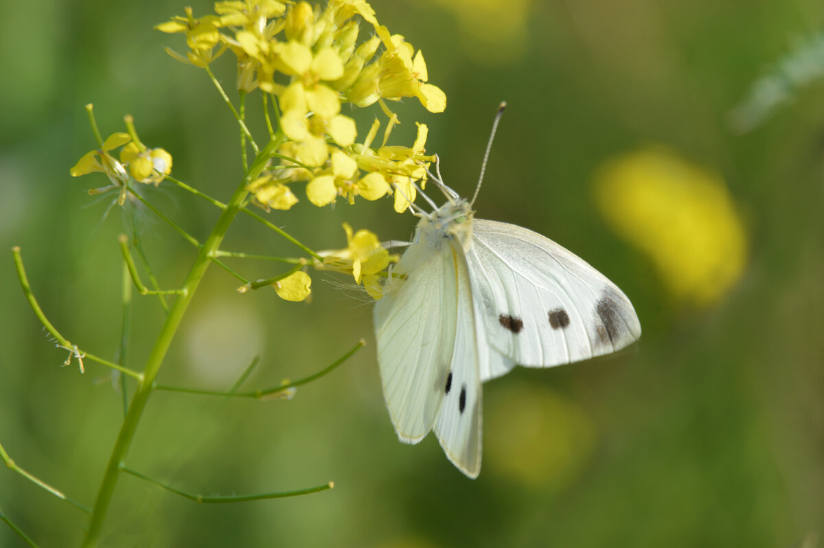 *** - Надежда Куркина 