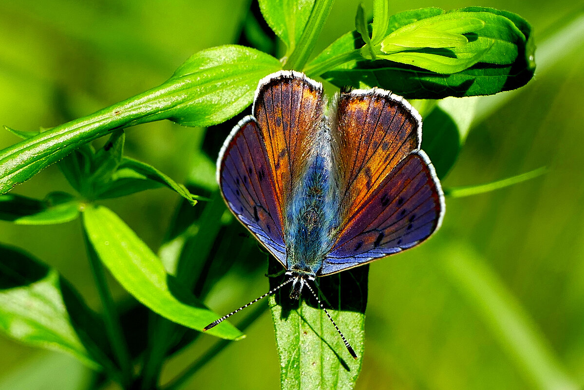 и снова бабочки 13 - Александр Прокудин