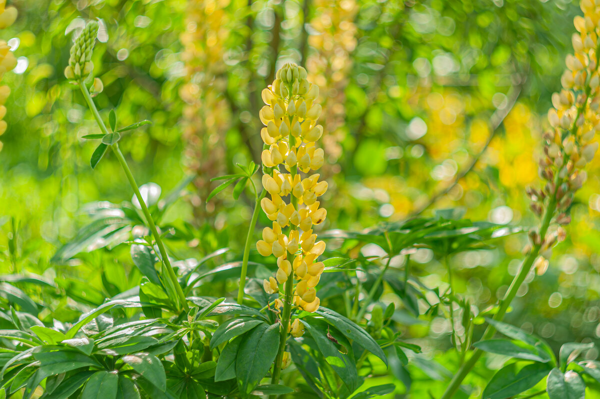 #люпины прекрасны - Александр Филатов #люпины прекрасны - Александр Филатов