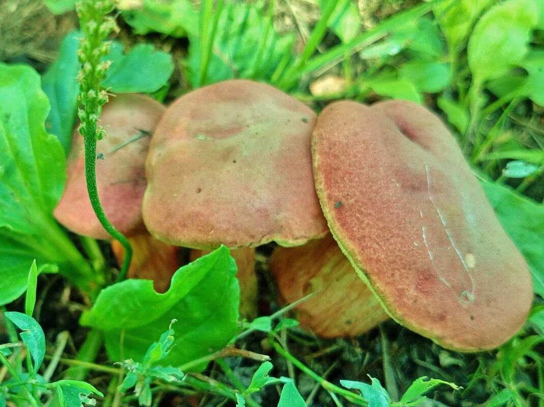 Грибы - Нина 