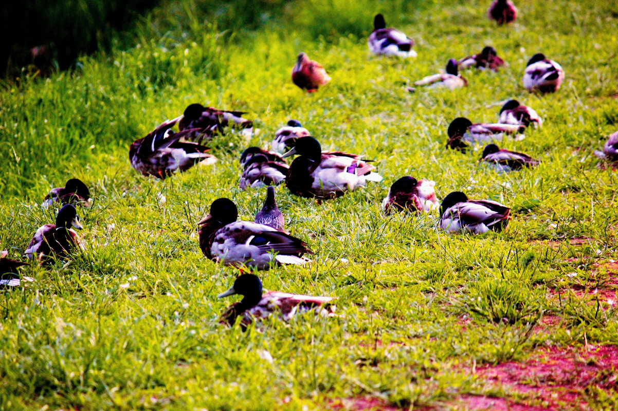 Утки - Сергей Кочнев