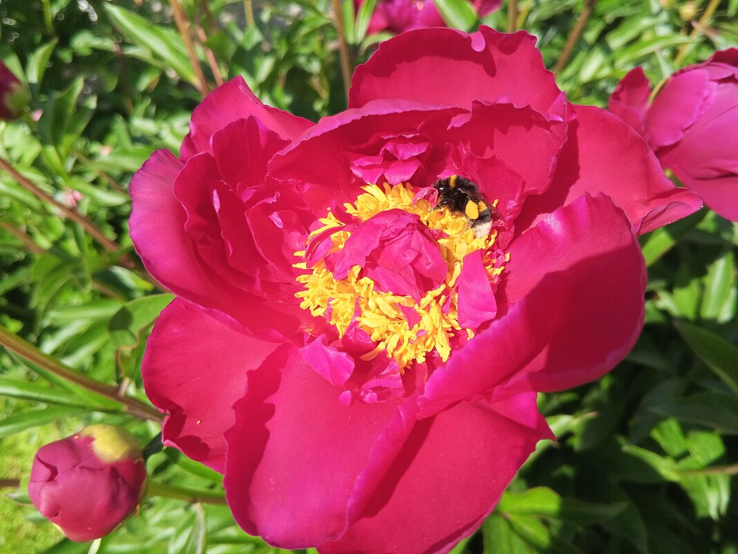 Пион - Сапсан 