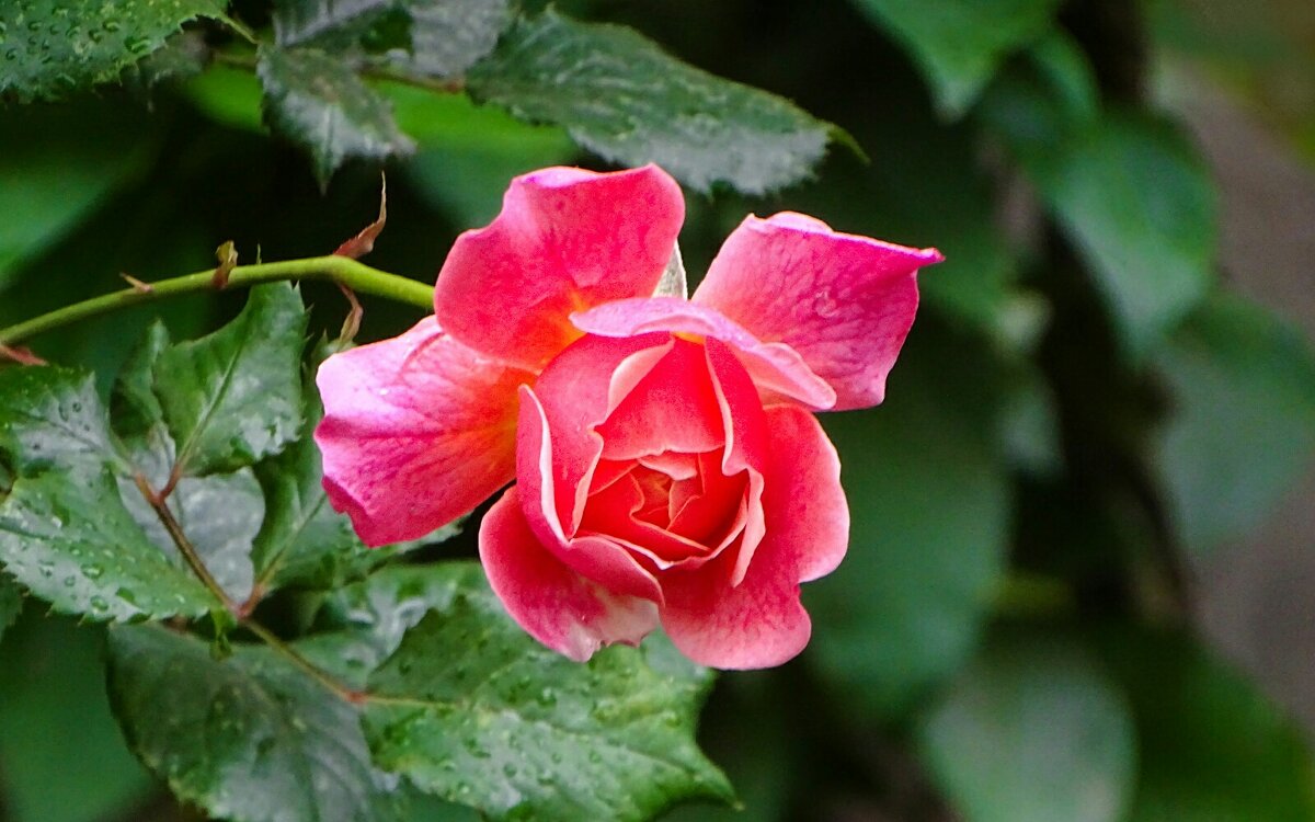 Цветы на городских клумбах. - Милешкин Владимир Алексеевич 