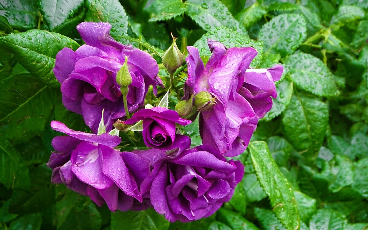 Розовый букетик. - Милешкин Владимир Алексеевич 