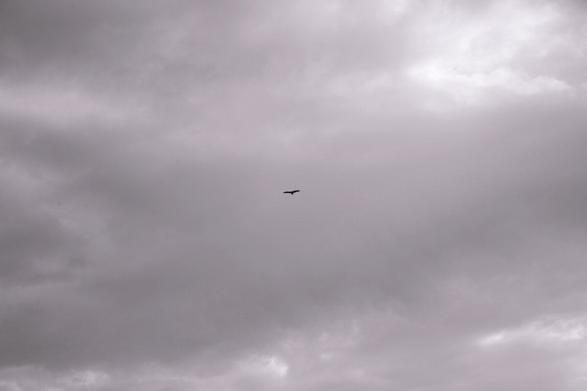 Летит птица - Денис Безногов