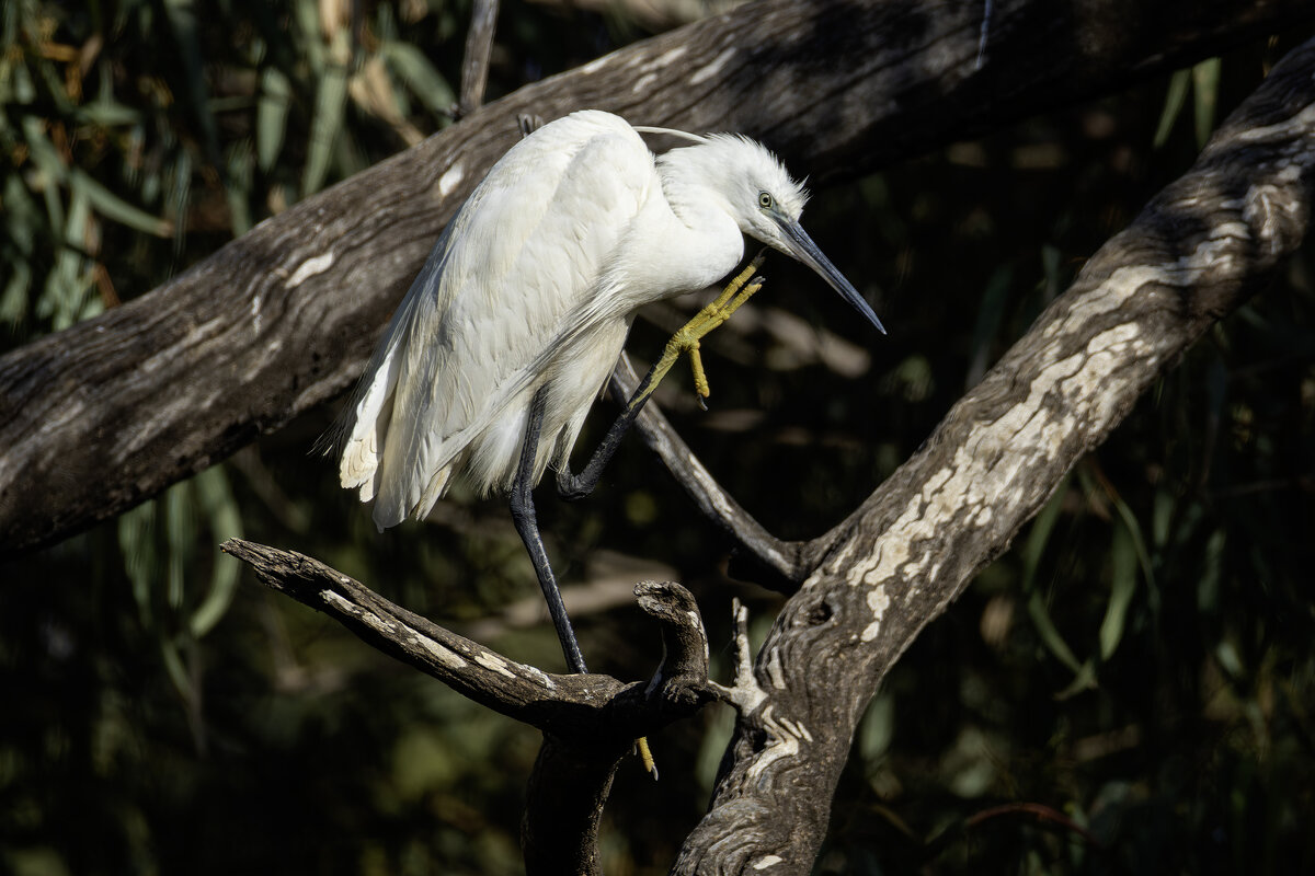 Малая белая цапля. - Alexander Amromin
