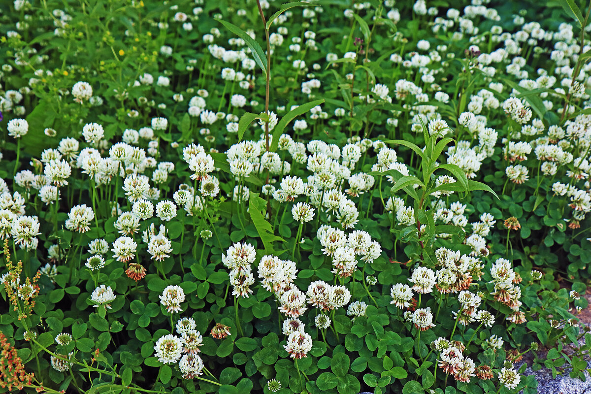 Июнь...Полянка белого клевера! - Владимир 