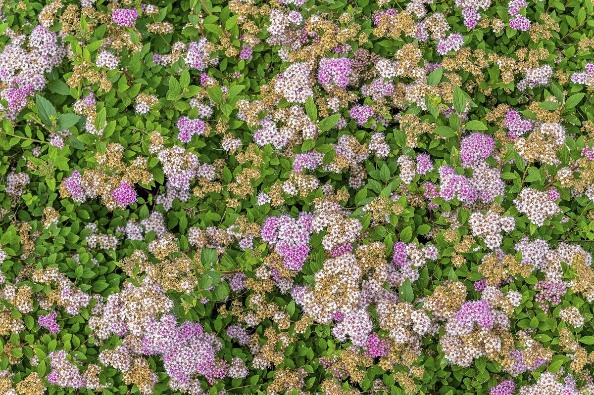 Спирея японская - Валерий Иванович Спирея японская - Валерий Иванович